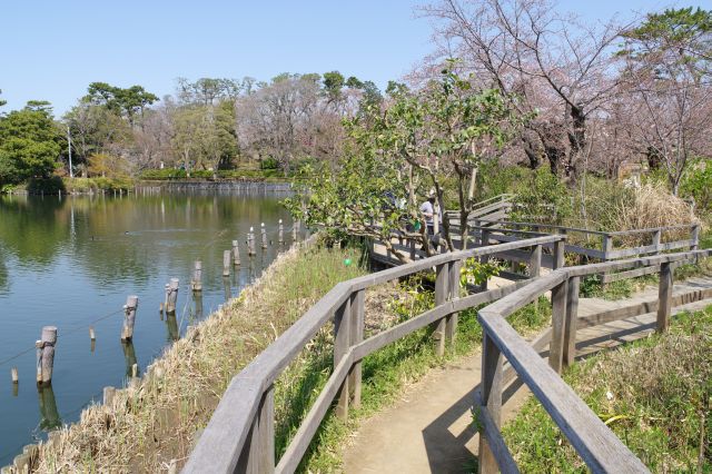 池沿いの遊歩道を進みます。