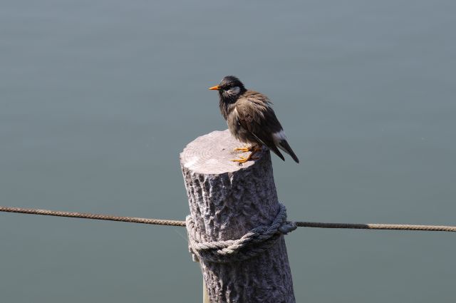 名前は分かりませんが小さな可愛い鳥。