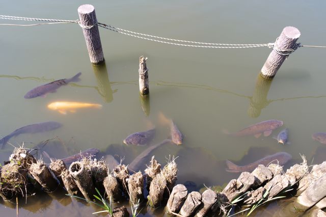 足元には鯉が群がります。