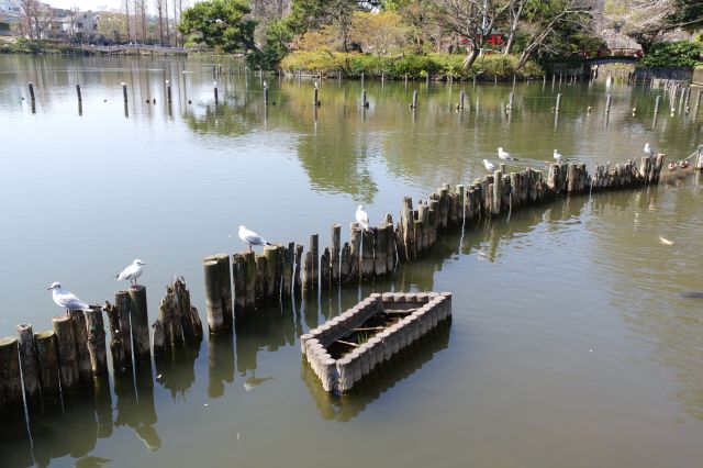丸太の上に点在するユリカモメ達。鳥の楽園と言う感じで心地よい。