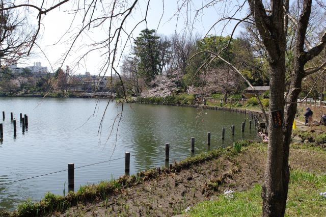 島を出て池沿いを進みます。