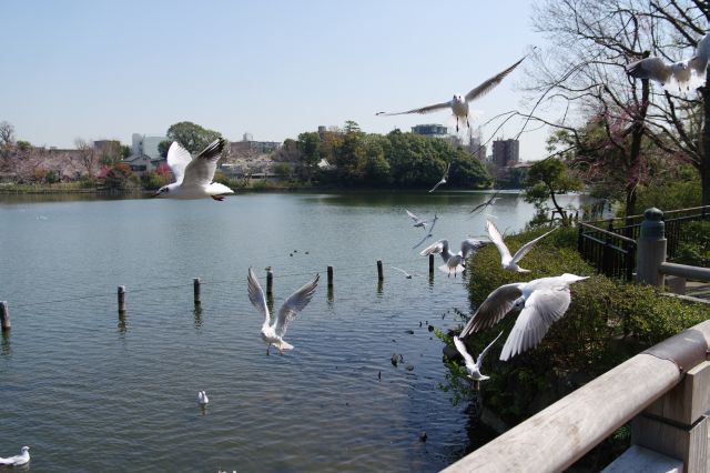 餌を撒き始めると鳥たちが一斉に寄ってきます。