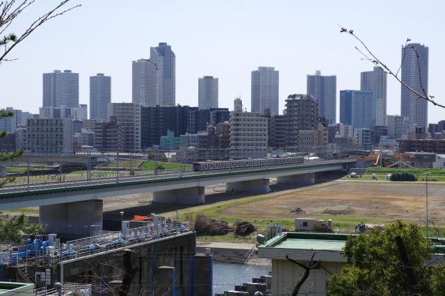 四季の野草園の川側は見晴らしがよく、武蔵小杉のタワーマンションをバックに橋を渡る電車の音が響きます。
