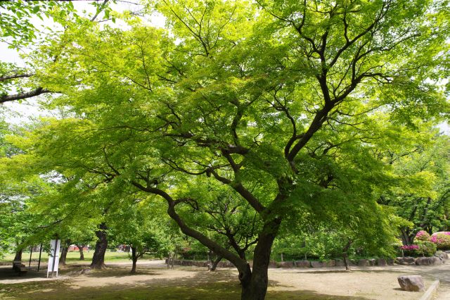 緑の木々が美しく自然の香りも心地よい場所です。桜の名所でもあります。