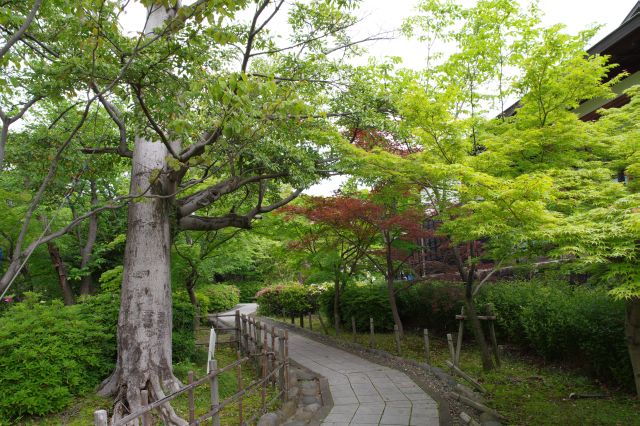 日本庭園を思わせる美しい園内です。