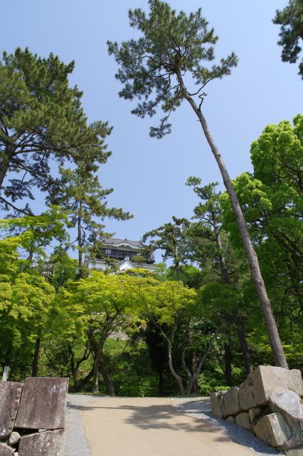 天守に向かう配置の板谷門跡、そこには細い高い木が立っています。