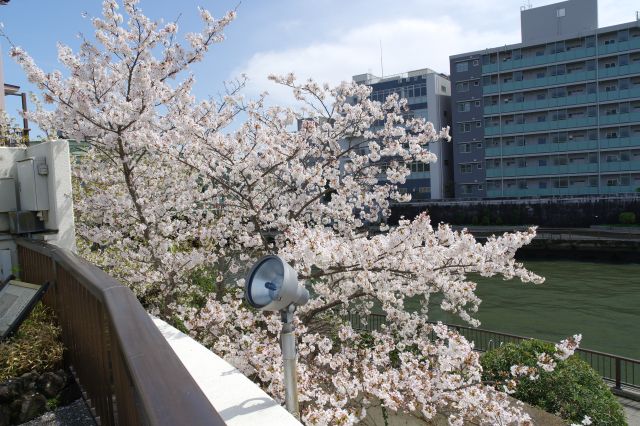 小名木川沿いの桜の木。像を照らすライトも。