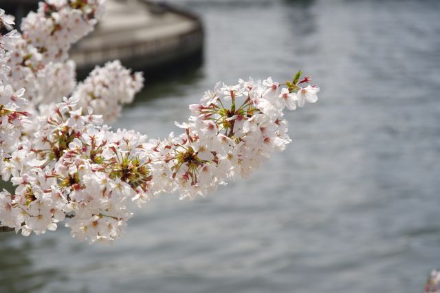 川沿いに枝を伸ばす桜。