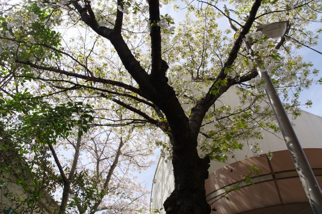 入口前には先ほどの桜の木が伸びています。