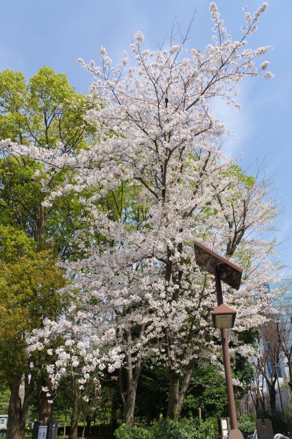 入口の右側にも桜の木があります。
