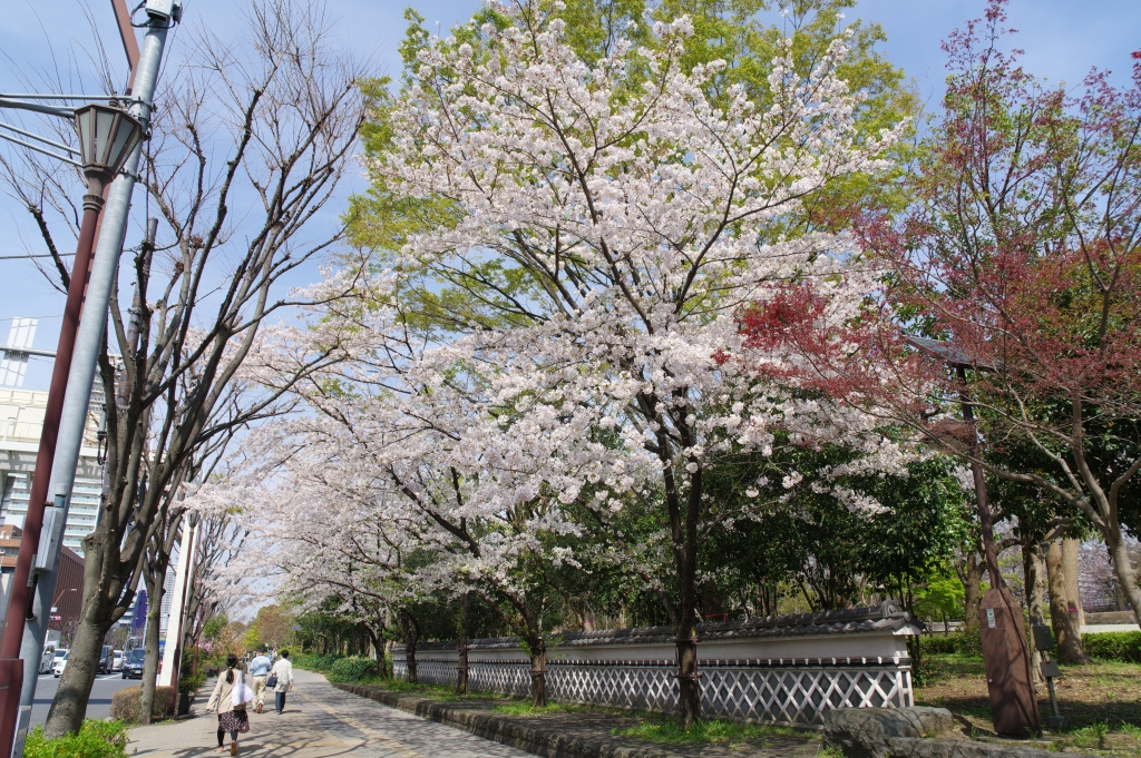 写真60枚 木場公園の桜 東京都 全国フォトたび みやだい