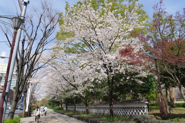 左側の塀沿いにも桜並木があります。