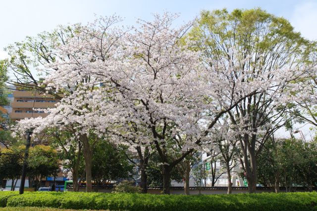 自然豊かな園内にある桜の木。