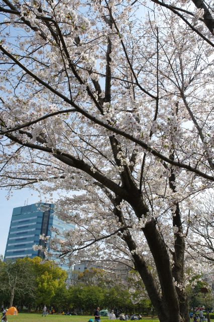 頭上に心地よい桜の木。