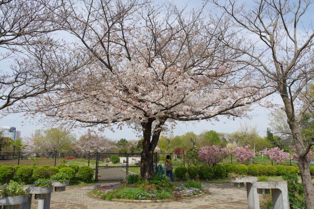 桜の木もあります。