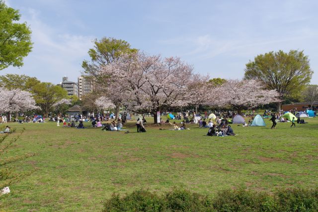ふれあい広場の北側は桜の木がありシートやテントを広げ憩います。