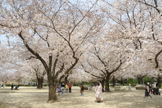 バーベキュー広場にはほぼ正方形のエリアにダイナミックな桜のアーチが広がります。