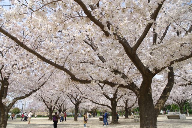 密度が濃い美しい桜の木が集中していて本当に見事です。撮影する人が多いです。