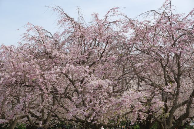 ソメイヨシノ以外の桜もあふれる。