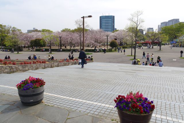 噴水広場から振り返るとあふれる桜地帯。