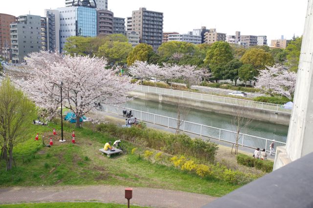 橋を進みます。仙台堀川沿いにも桜が続きます。