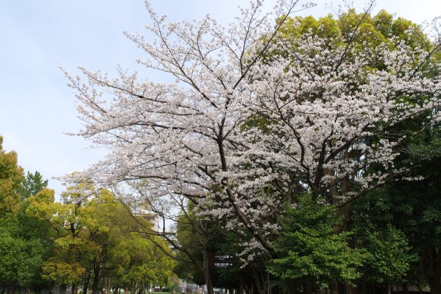 テニスコートやグランドがあり、歩道の所々に桜があります。