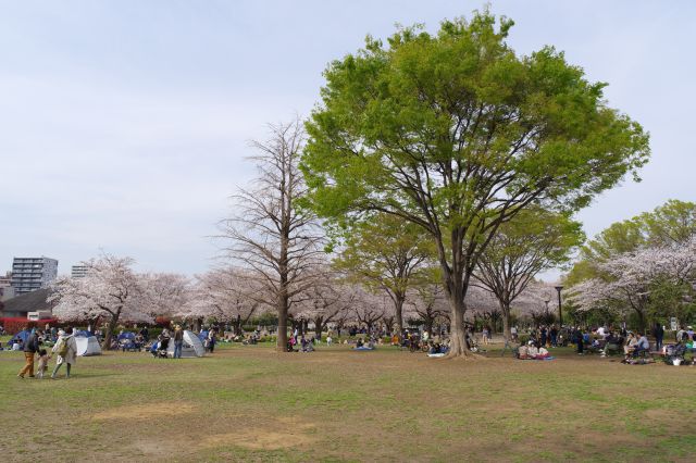 再びふれいあ広場、東側へ。大きな木や桜のアーチが心地よい。