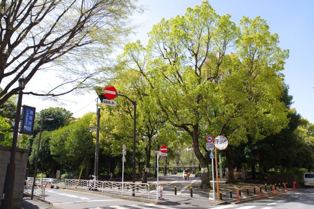 清澄白河駅付近に清澄公園があります。