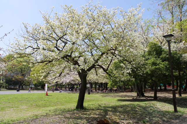 白と緑が印象的な桜の木。