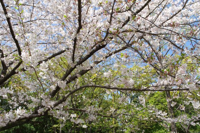 緑豊かな公園の桜の花びら。