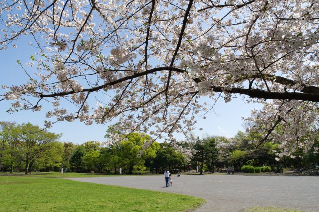 桜越しの芝生広場。気持ち良い場所です。