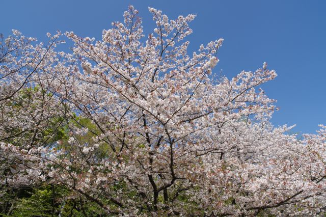 青空と桜。