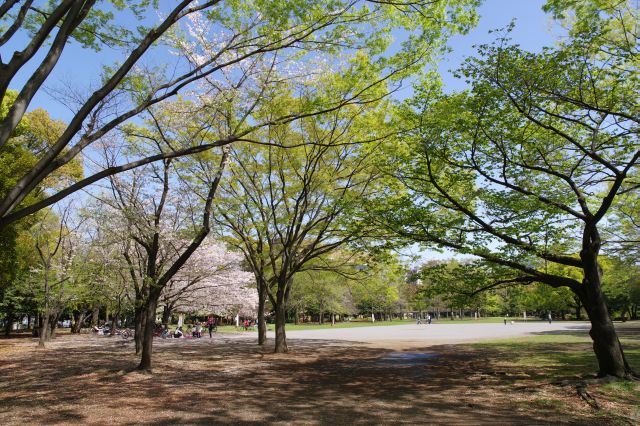 美しい緑の木々と数は少ないものの桜の木が良いアクセントで良い風景。