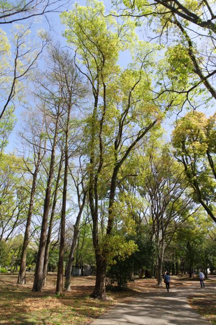 南側の疎林広場を進みます。鬱蒼と生い茂る立派な高木達。