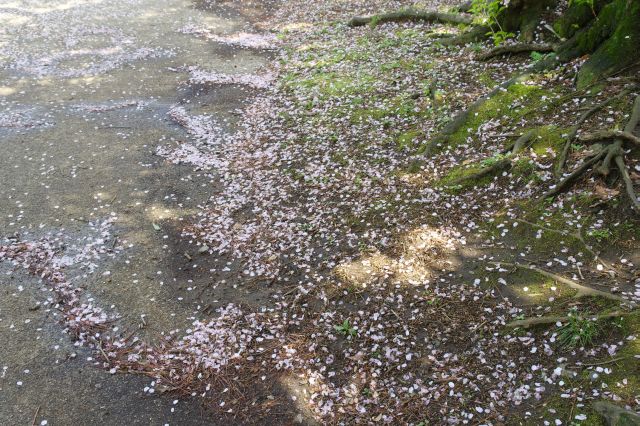 足元には桜の花びらが散っています。