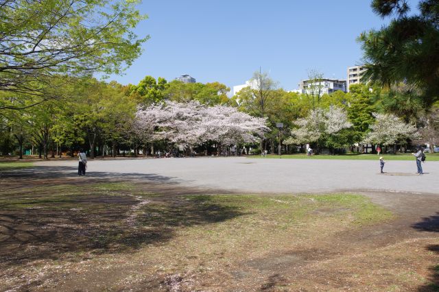 芝生広場の反対側より。桜のある所が印象的。