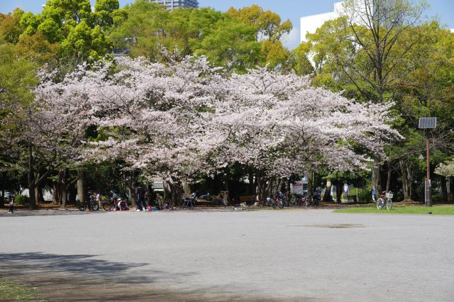 桜の木の下に人が集まります。