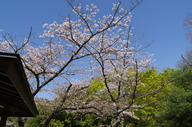 四阿の頭上に伸びる桜。