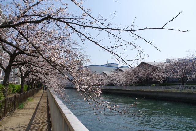 川の両岸にきれいな桜並木が続きます。