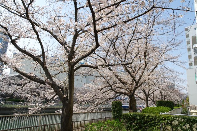 途中の大島川児童公園より。通ってきた川沿いのきれいな桜並木。