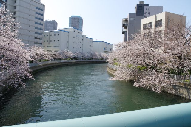 越中島橋から振り返る。両岸に見事な桜並木が連なります。