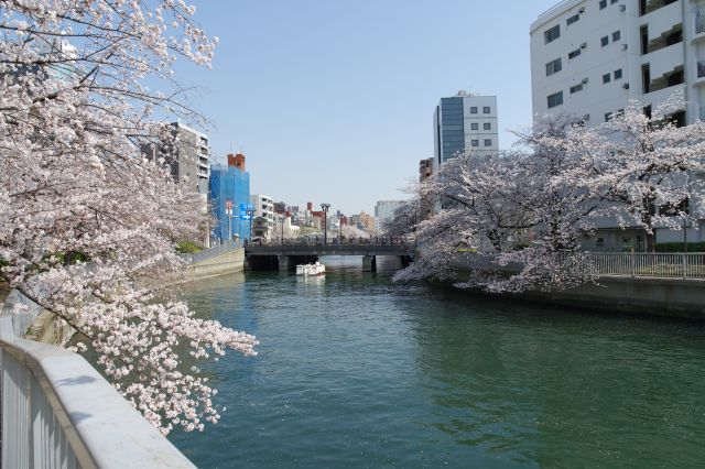 次の黒船橋が見えてきます。花見のボートが対岸の桜に近づいていました。