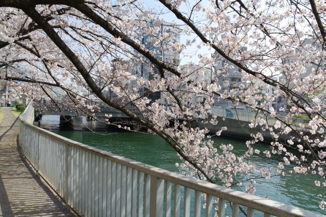 フェンスを越える桜のアーチ。