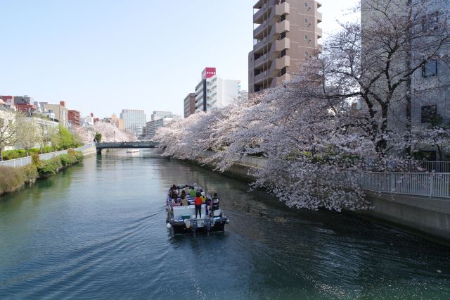 次の橋までは桜は右側が中心。ボートが行き交います。