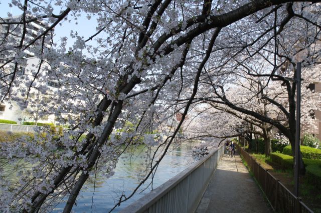 右側の遊歩道へ。頭上を覆いアーチを作る桜の枝の連続。