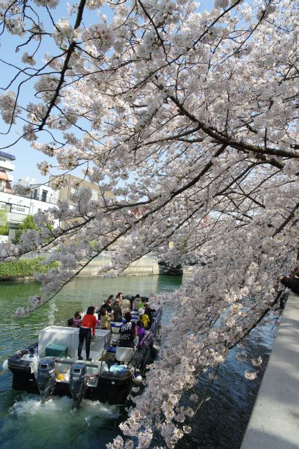 水面近くまで垂れる桜の枝をボートから楽しんでいます。