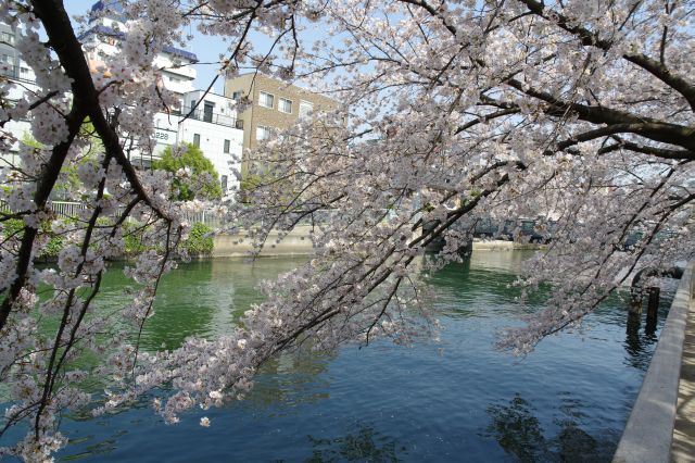 水面に枝を伸ばす桜。右には古石場川親水公園があります。