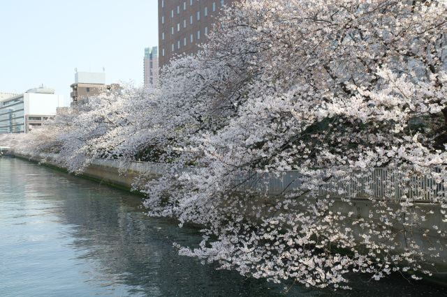 右側も遊歩道に濃い桜並木が続きます。