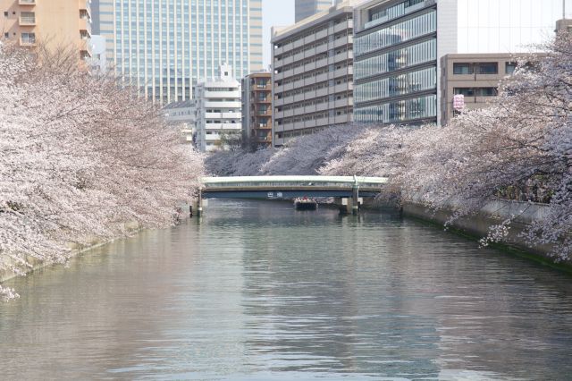次の巴橋、その先まで濃い桜並木が続く本当に見事な光景。