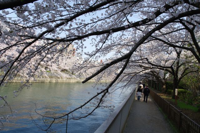 右側の遊歩道を進みます。頭上を覆う桜のアーチ。